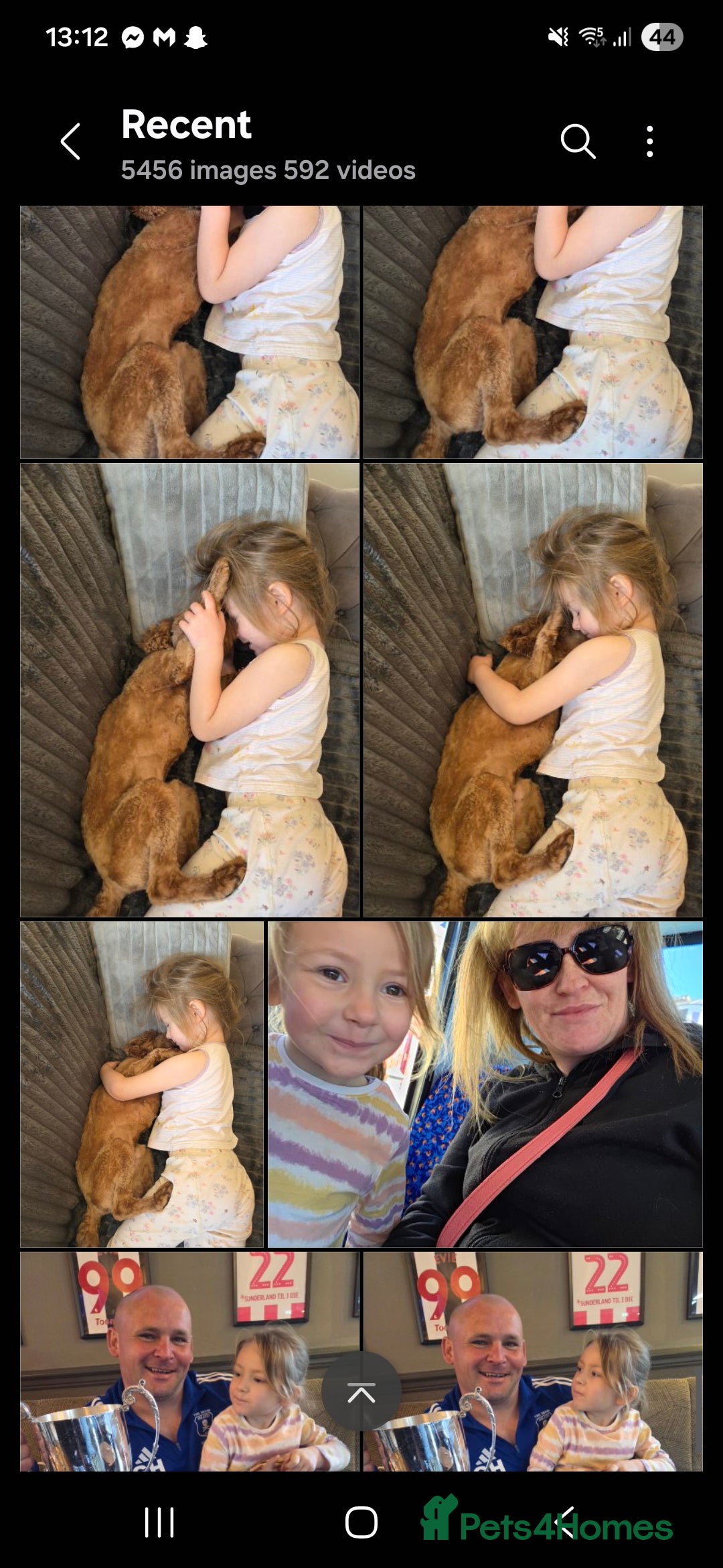 Cavapoo dogs for sale: Energetic Teddy  - Advert 4