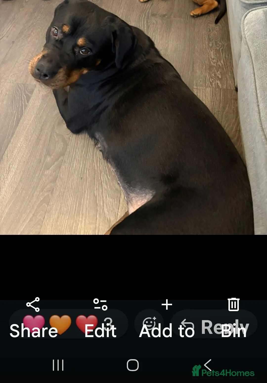 Mixed Breed dogs for sale: Cute dogue de bordeuax cross male boy  - Advert 2