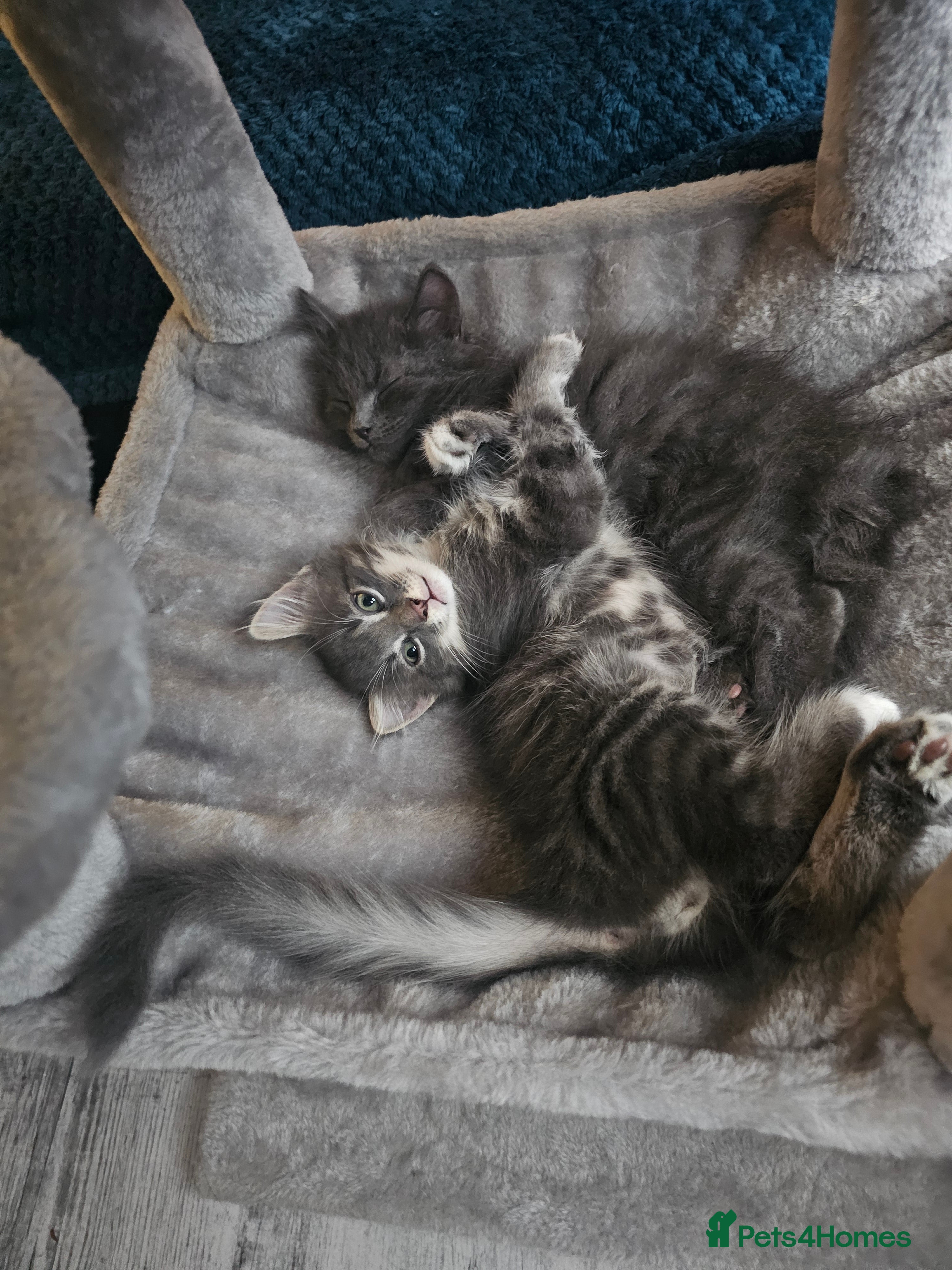 British Longhair cats 5 little kittens  - Advert 5