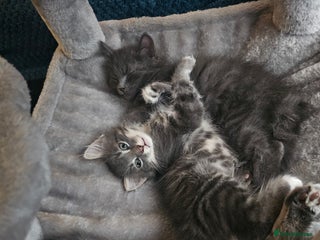 British Longhair cats 5 little kittens - Advert 13