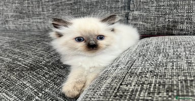 Siberian cats - Advert 12