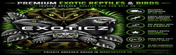 Tortoise reptiles for sale: 🐢 Tortoise Babies 🐢 - Advert 5