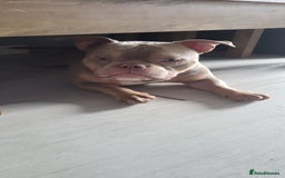 American Bully dogs for sale: Micro exotic bully Male  - Image 2