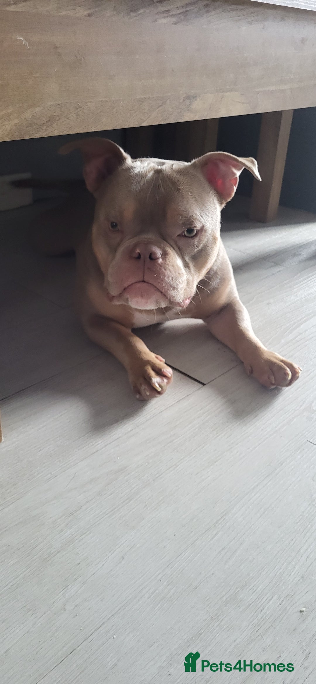 American Bully dogs for sale: Micro exotic bully Male  - Image 2