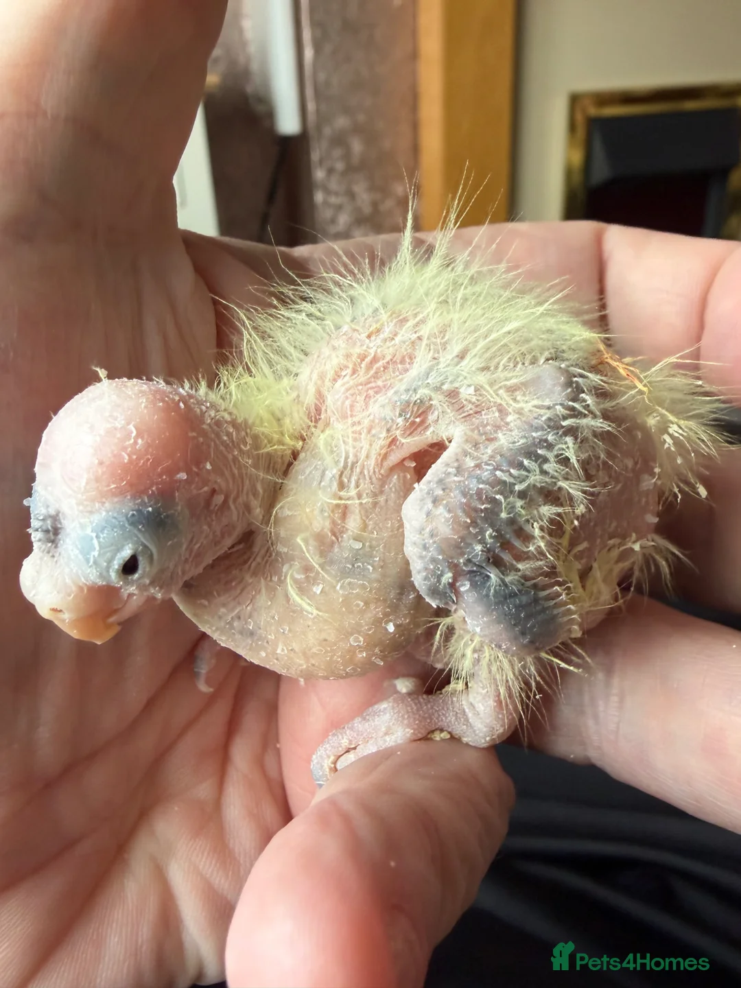 Cockatiels birds for sale: Baby cockatiel  - Advert 2