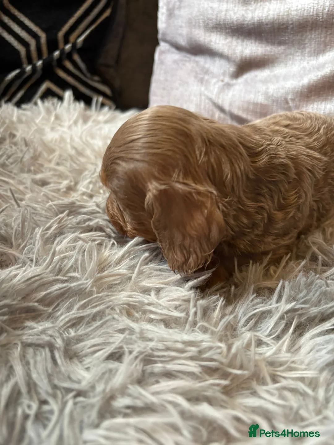 Miniature Dachshund dogs for sale: Miniature Dachshund  - Advert 8