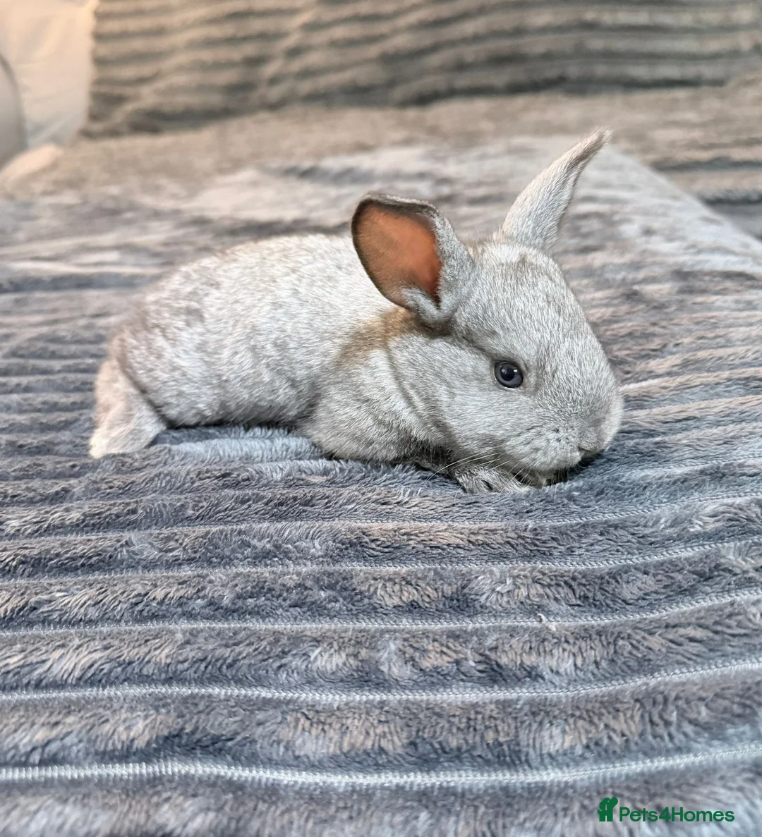 Mixed Breed rabbits for sale: Baby rabbits  - Advert 1