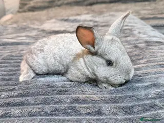 Mixed Breed rabbits Baby rabbits - Advert 3