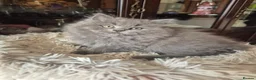British Longhair cats for sale: BEAUTIFUL BRITISH LONGHAIR KITTENS - Advert 8