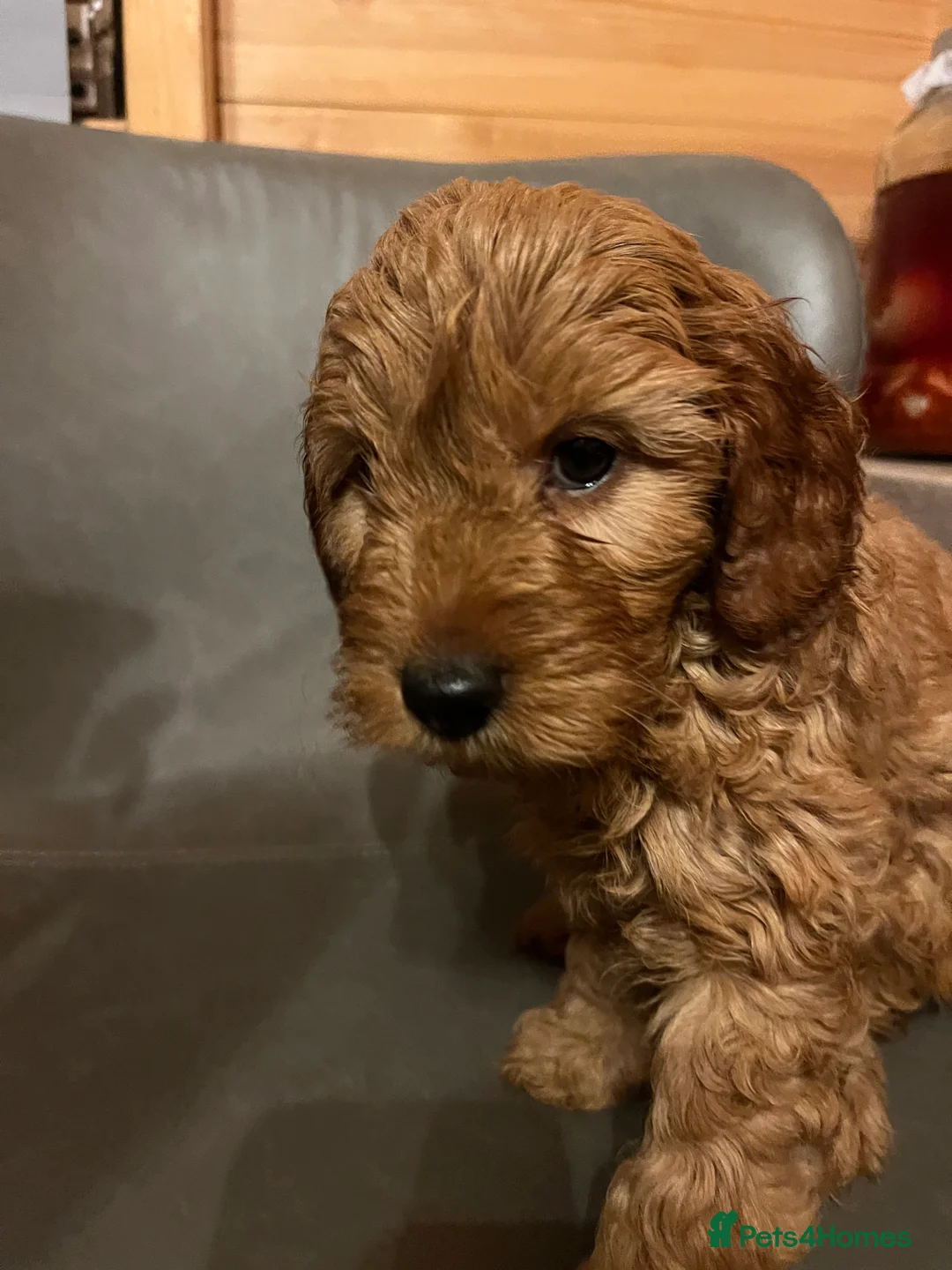 Cavapoo dogs for sale: Cava poo puppies - Advert 5
