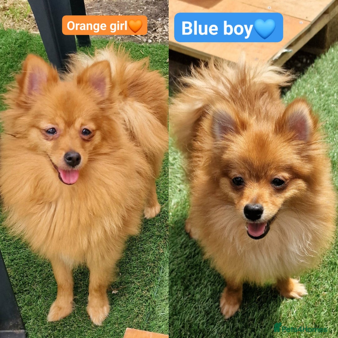 Pomeranian dogs for sale: Tiny pomeranian puppies in Bolton - Image 1