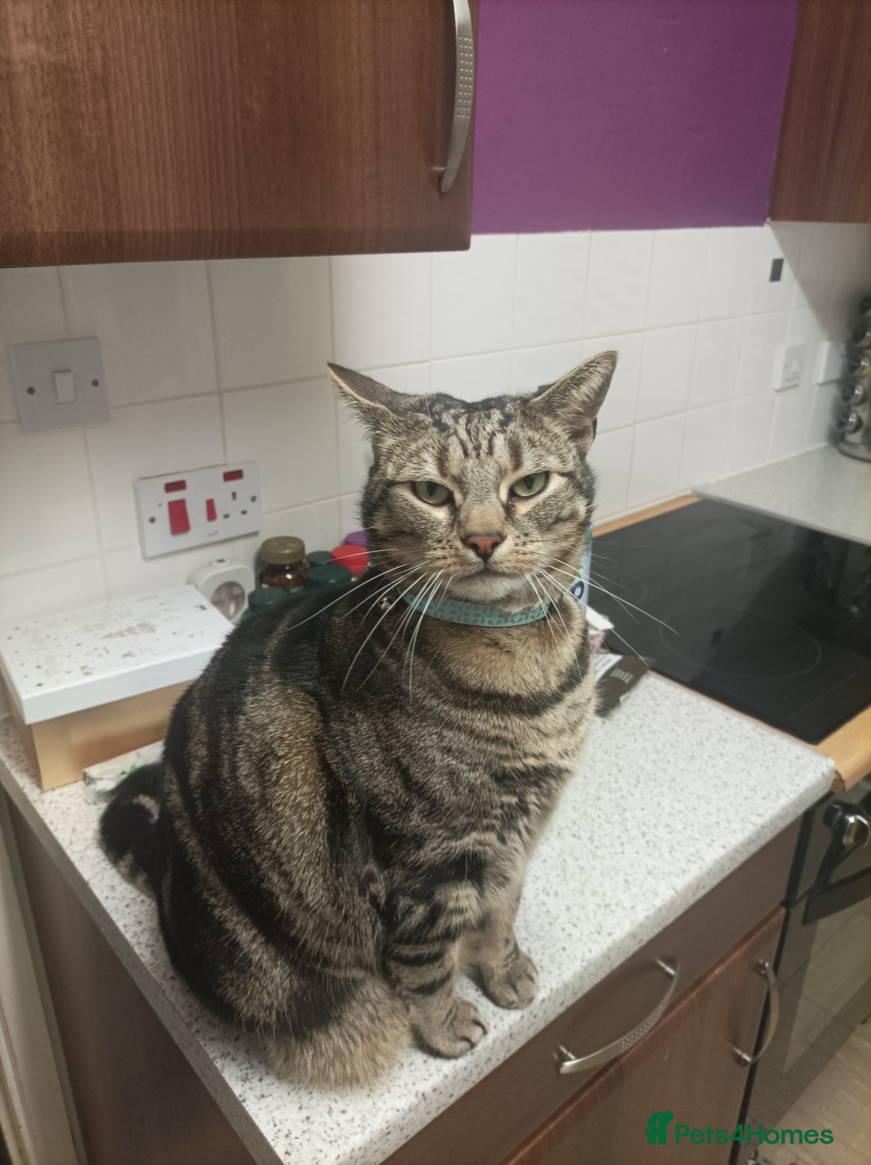 Bengal cats Freddie looking love home - Advert 1