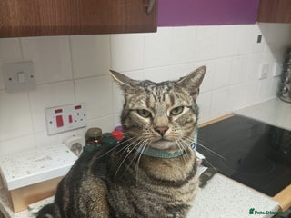 Bengal cats Freddie looking love home - Advert 9