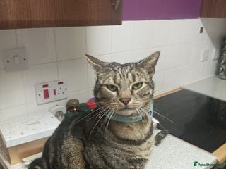 Bengal cats Freddie looking love home - Advert 8