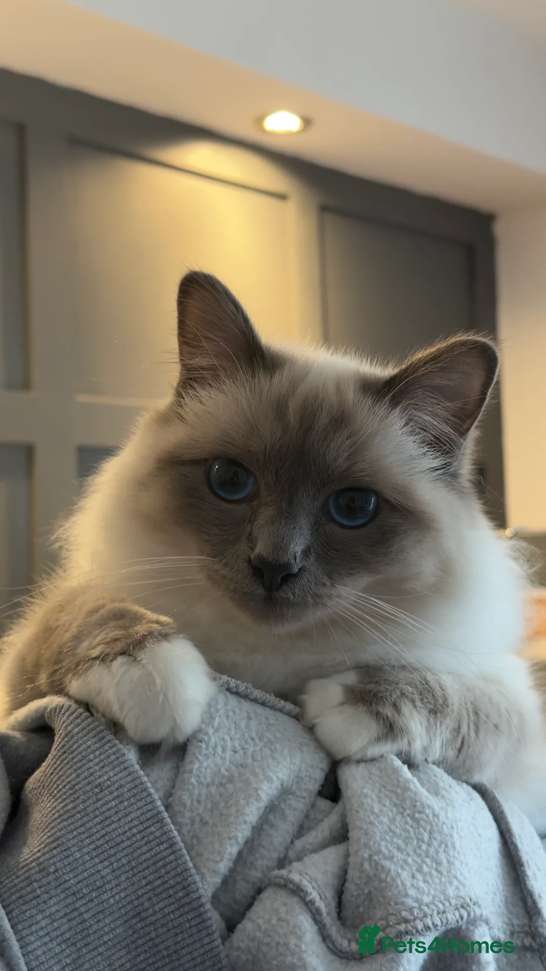 Birman cats for sale: Blue point Birman Cat for Sale  in London - Advert 1