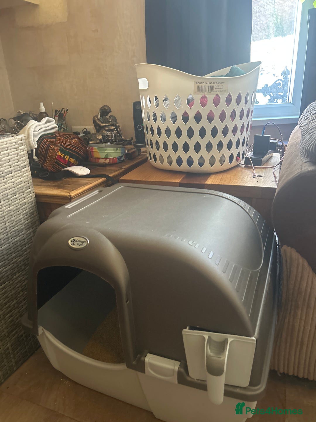 Domestic Shorthair cats for sale: Two ginger males (HAVE TO GO TOGETHER- READ DESC) - Advert 13