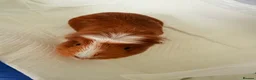 Guinea Pig rodents for sale: Guinea pig - Advert 7