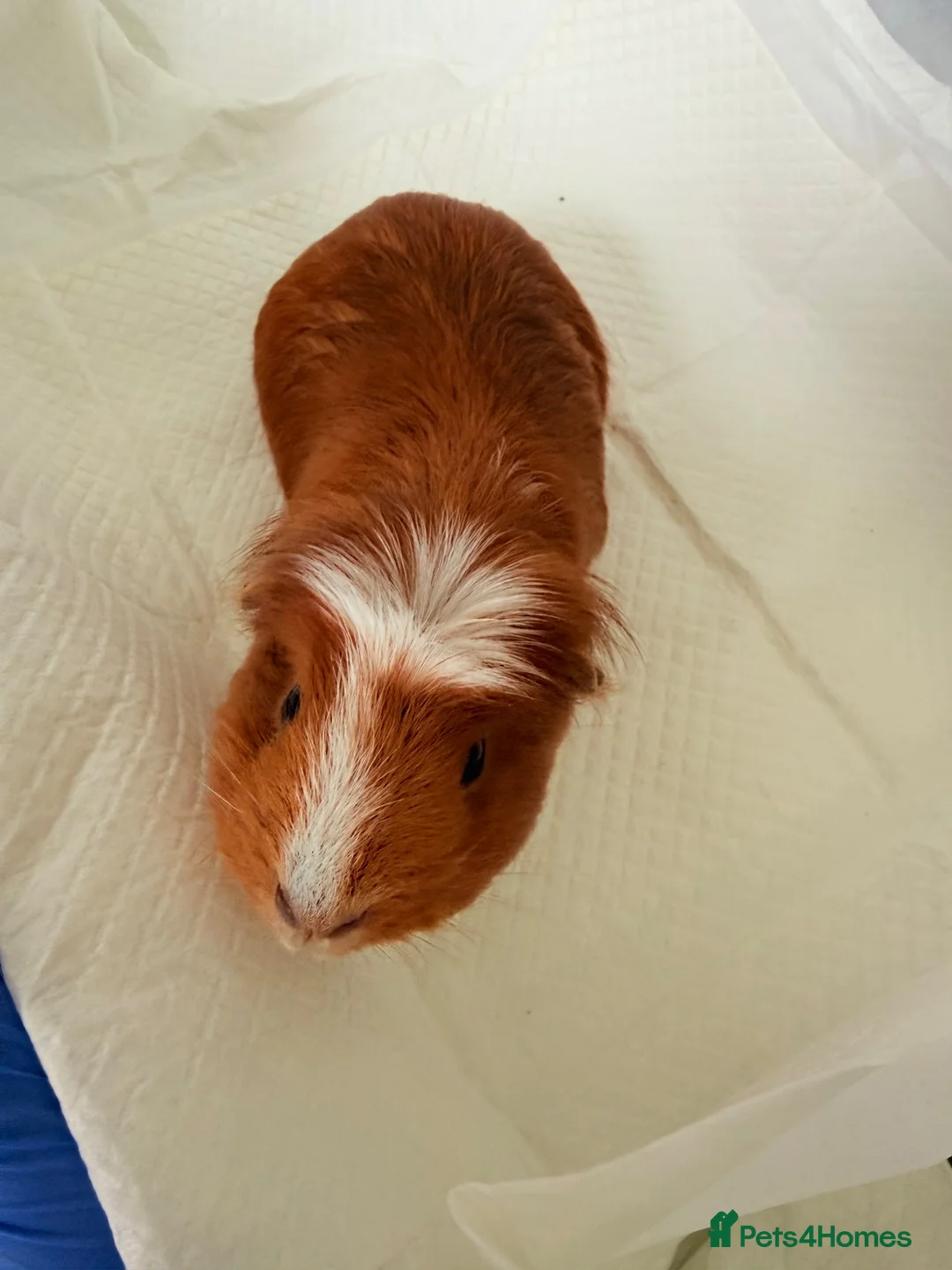 Guinea Pig rodents for sale: Guinea pig - Advert 7