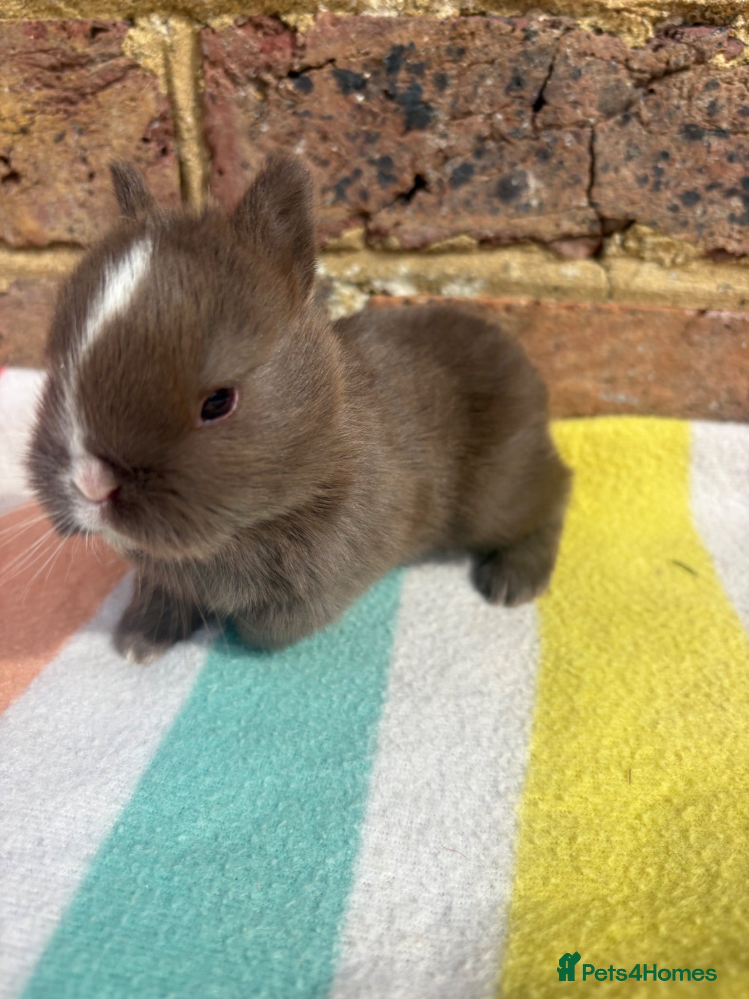 Netherland Dwarf rabbits Sweet Chocolate and blue Netherland Dwarf bunnies - Advert 13