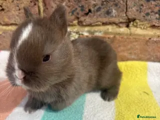 Netherland Dwarf rabbits Sweet Chocolate and blue Netherland Dwarf bunnies - Advert 2