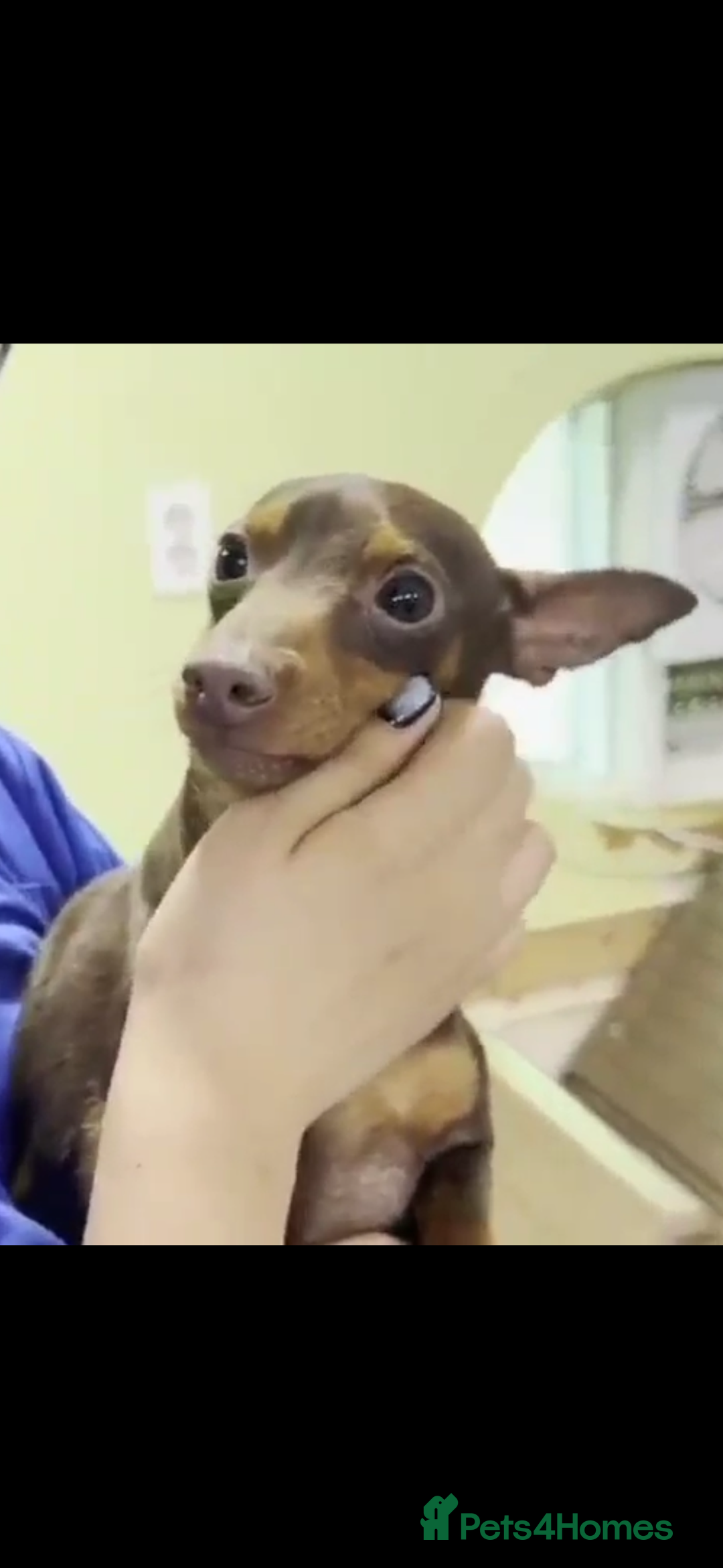 Miniature Pinscher dogs for adoption: John 3 year mini pin Korean meat trade survivor  - Image 2