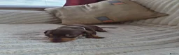 Dachshund dogs for sale: Miniature dachshund puppies - Advert 6