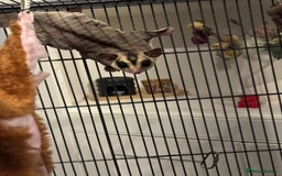 Sugar Glider rodents for sale: Sugar glider and full set up - Image 12