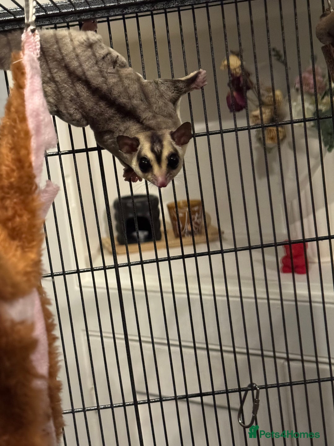 Sugar Glider rodents for sale: Sugar glider and full set up - Image 12