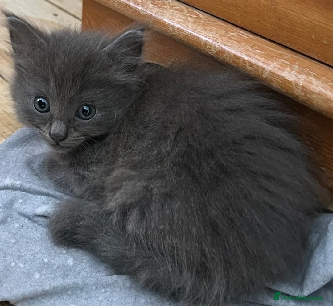 Mixed Breed cats for sale: Norwegian forest x Russian blue  - Advert 13