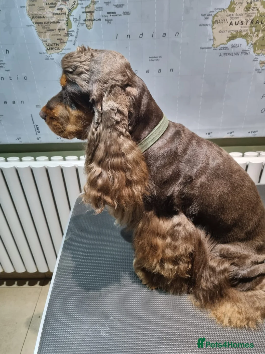 Cocker Spaniel dogs for stud: SHOW COCKER SPANIEL 🐕 health tested stud  in Brentwood - Advert 29