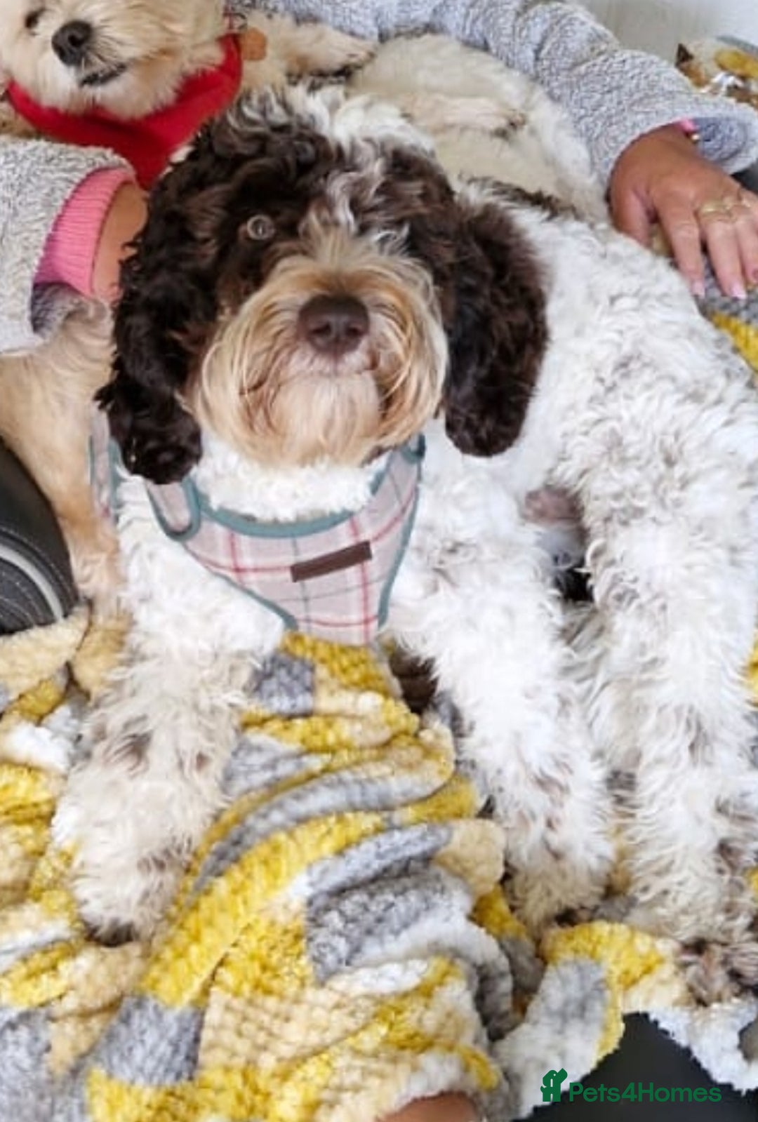 Cockapoo dogs for sale: Cockapoo puppies - Image 12