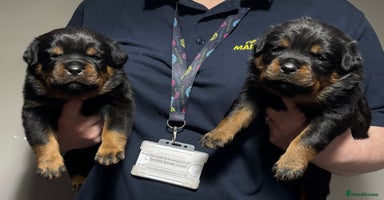 Rottweiler dogs Top Quality KC Health Tested Rottweiler Puppies  - Advert 5