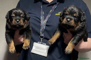 Rottweiler dogs Top Quality KC Health Tested Rottweiler Puppies - Advert 5