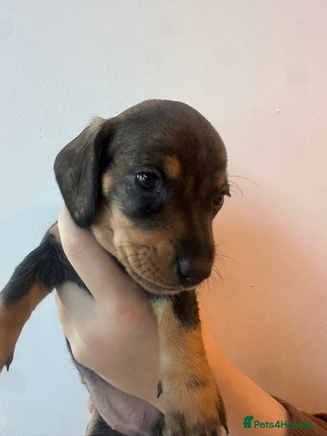 Dachshund dogs for sale: Dachshund puppies  - Advert 29