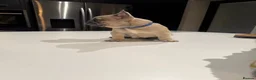 French Bulldog dogs for sale: ⭐️Health cleared KC registered French Bulldogs⭐️ - Advert 5