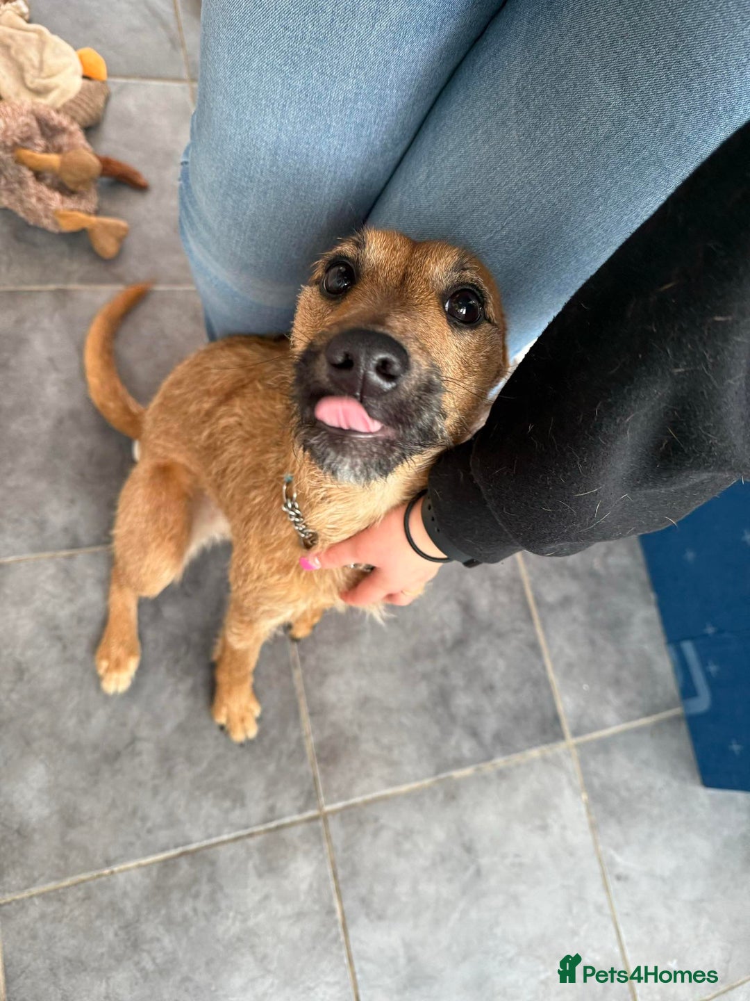 Mixed Breed dogs for sale: Lady 20 month old lakeland x bedlington - Advert 3