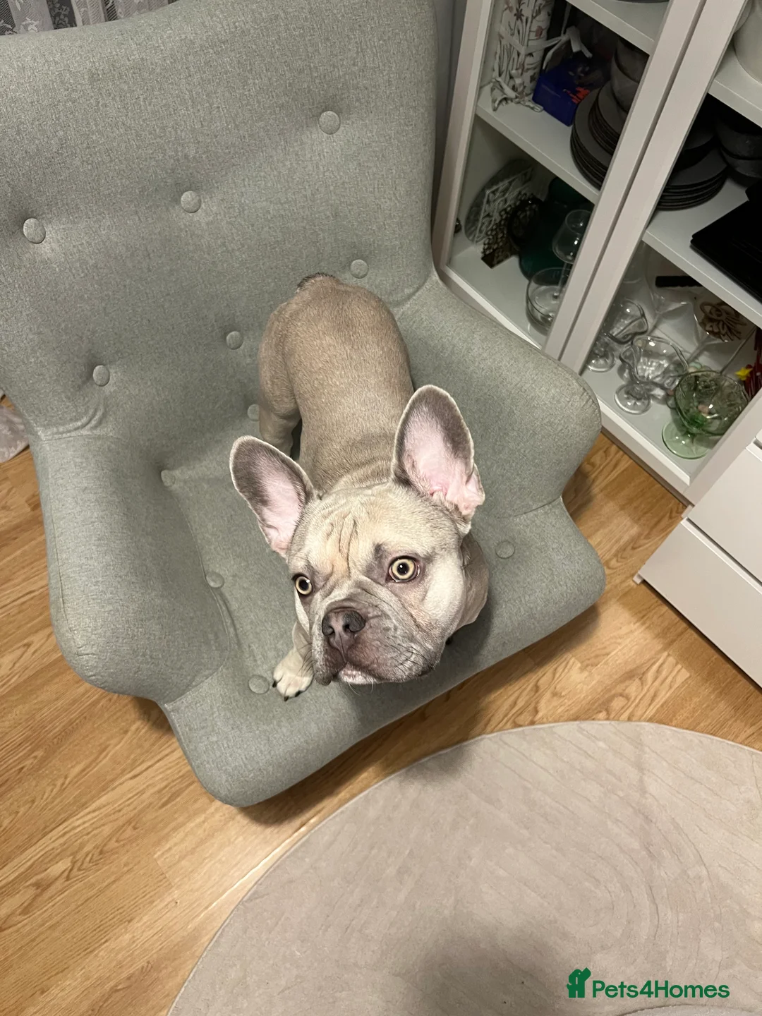 French Bulldog dogs for stud: KC Registered Cream French Bulldog Stud – MELLOW - Advert 4
