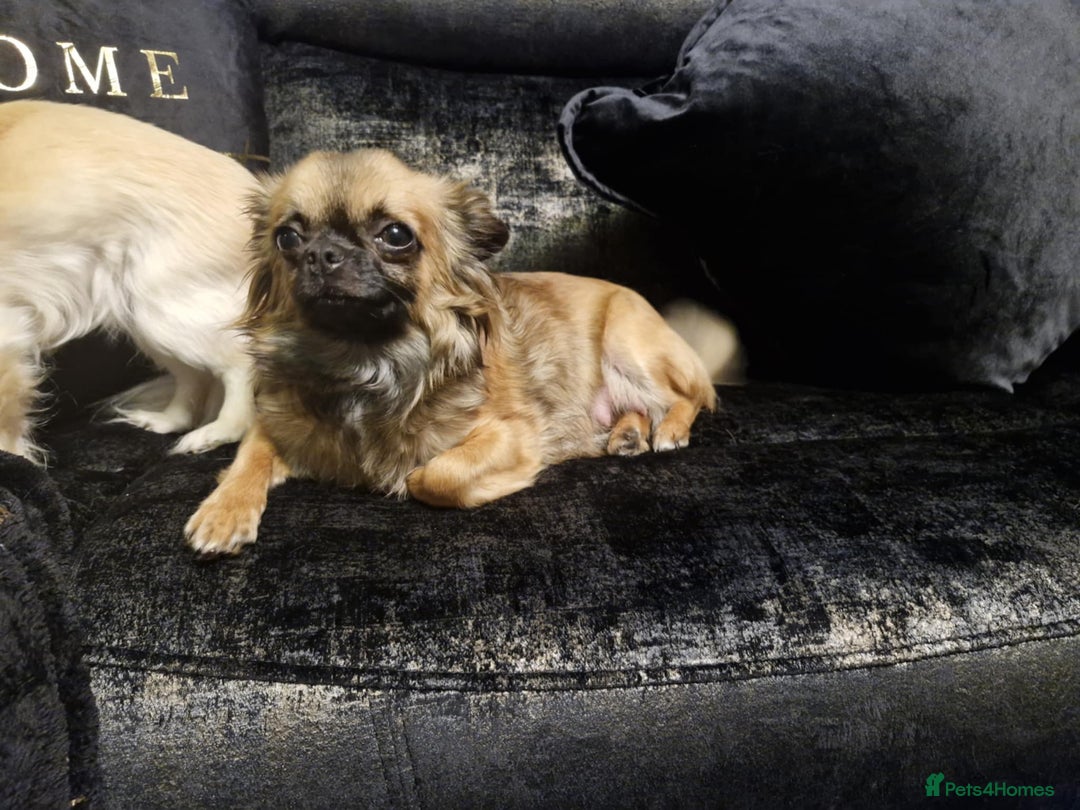 Pomchi dogs for sale: 2 beautiful pomchis - Image 5