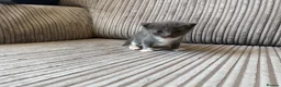Mixed Breed cats for sale: Half ragdoll kittens  - Advert 37
