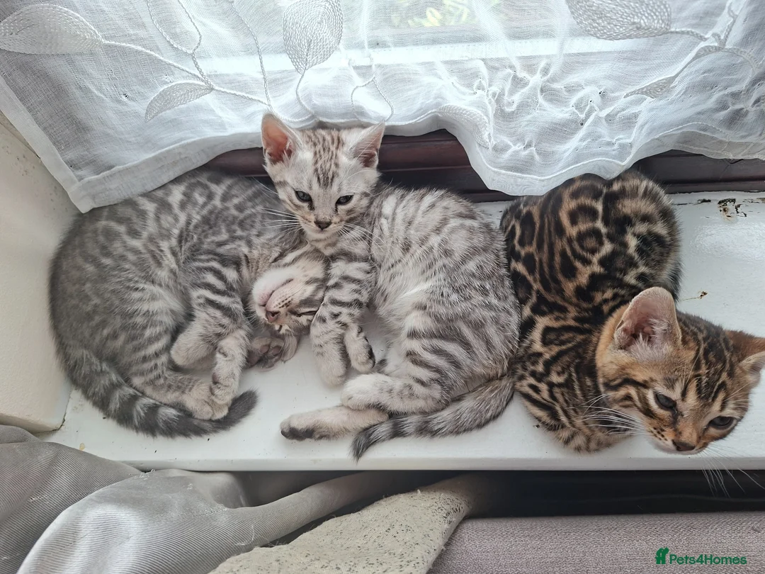 Bengal cats for sale: 3 adorable pedigrees bengal kitten  - Advert 1