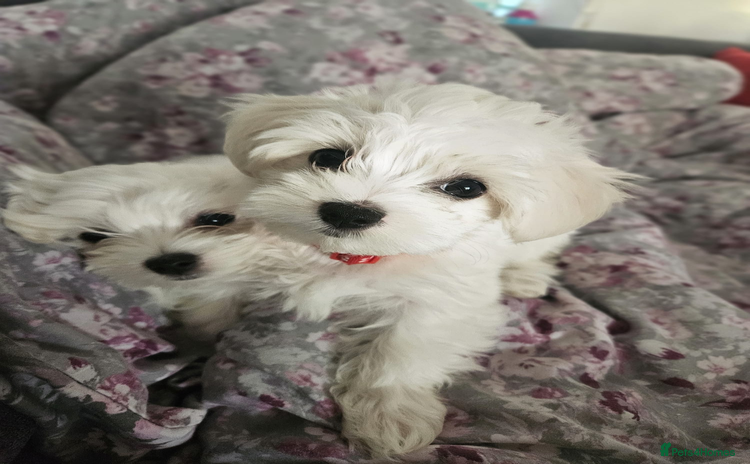 Maltese dogs - Advert 2