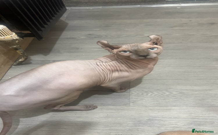 Sphynx cats - Advert 1
