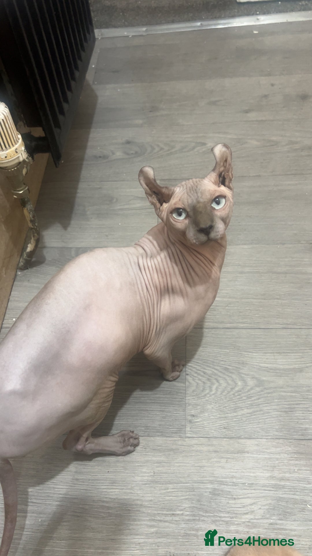 Sphynx cats for sale: Sphinx couple for sale - Image 1