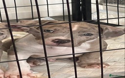 American Bully dogs for sale: Standard bully puppies ready to go - Image 2