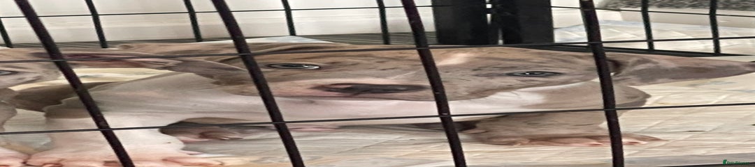 American Bully Puppy 1