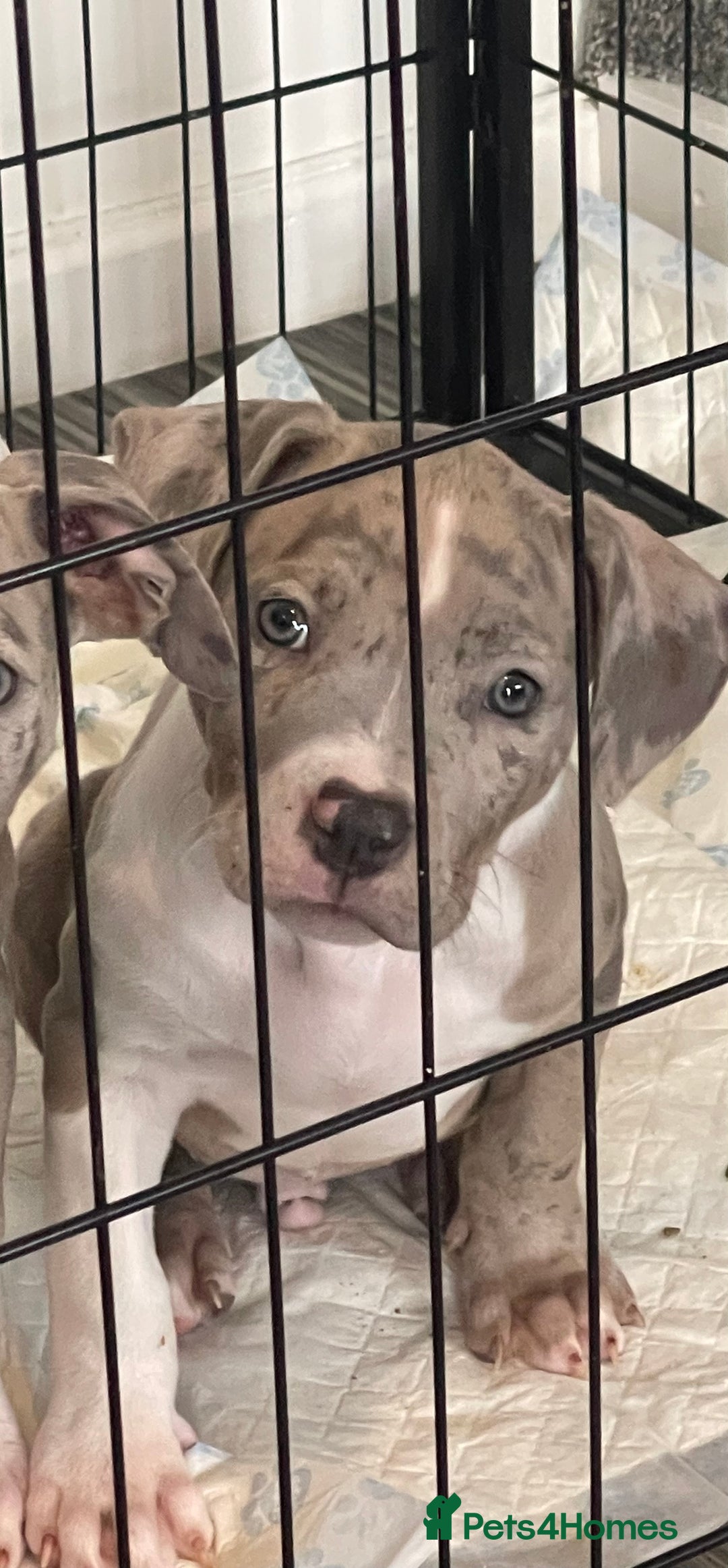 American Bully dogs for sale: Standard bully puppies ready to go - Image 2