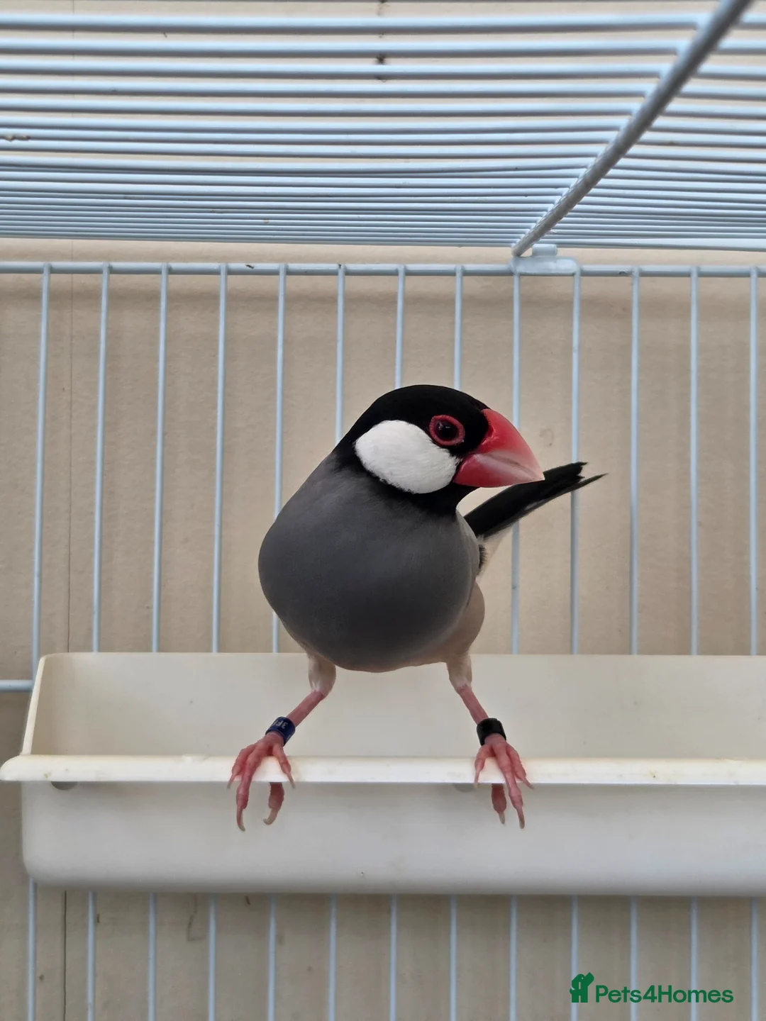 Finches birds for sale: 2 x male java finch - Advert 8