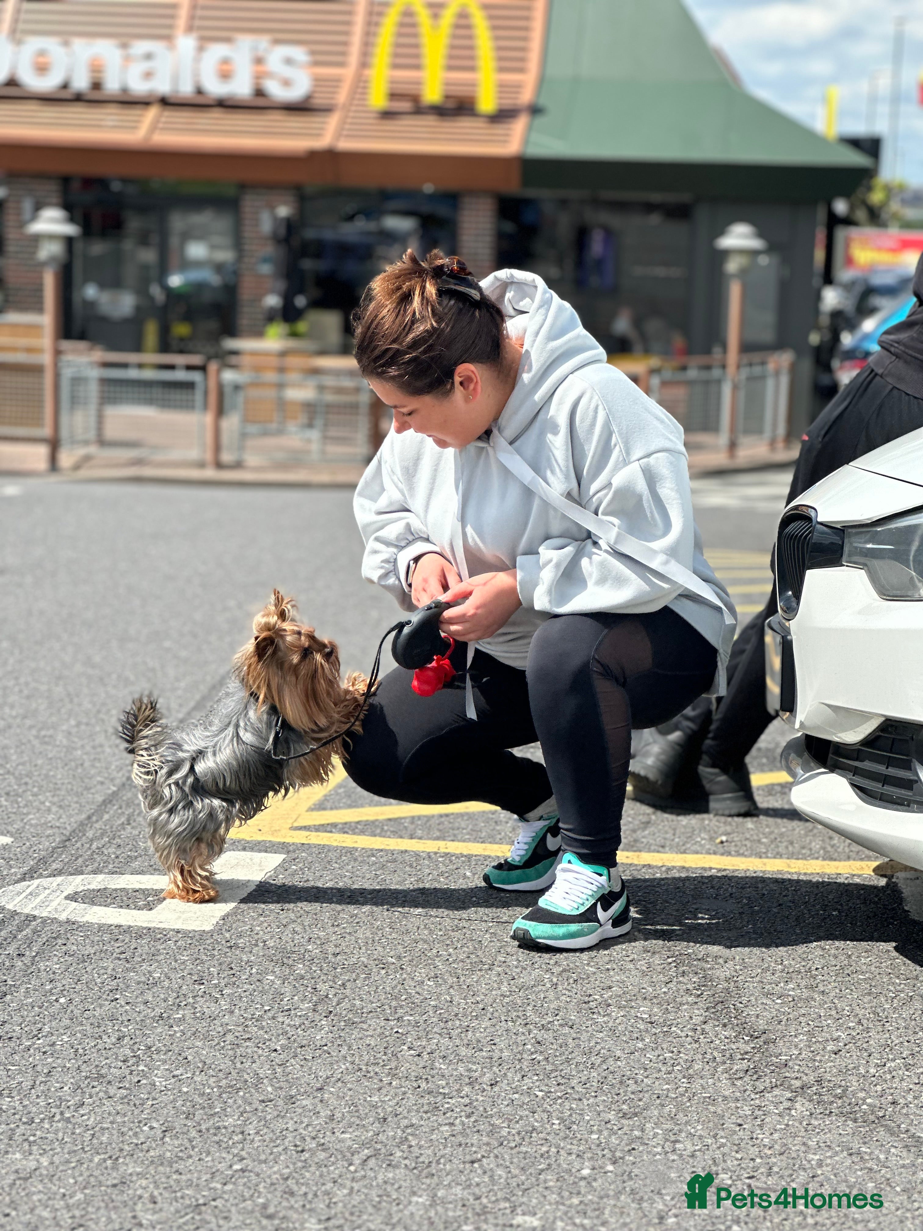 Yorkshire Terrier dogs for stud: 1.9kg Miniature Yorkie boy for stud BOSTON - Advert 12