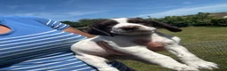 Sprocker dogs for sale: Sprocker/sprockador in Barnstaple - Advert 28