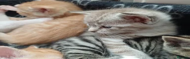 Mixed Breed 7